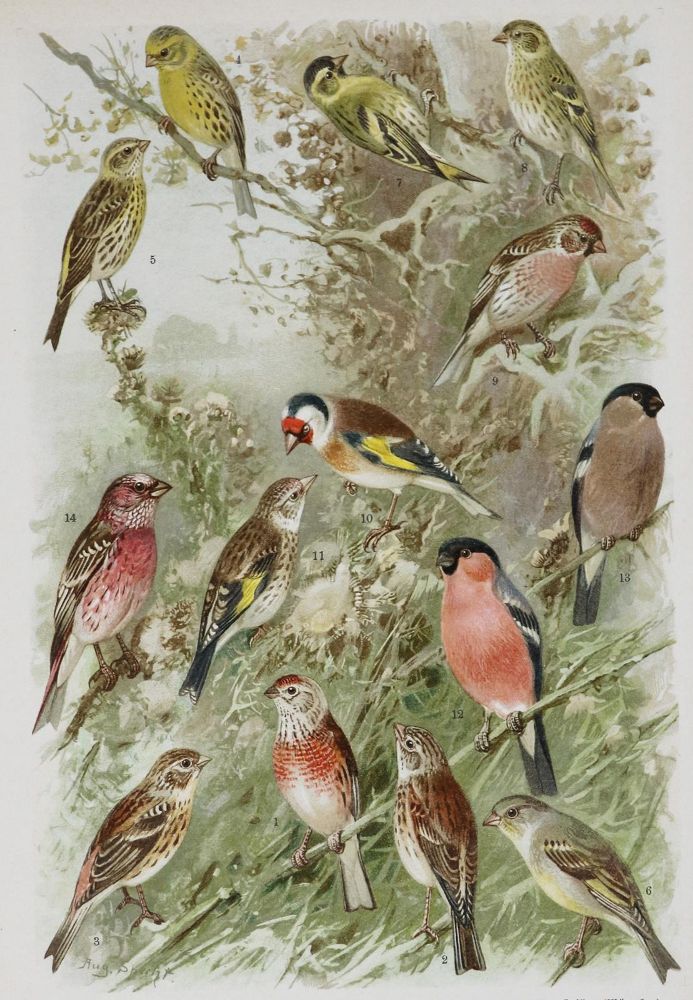Große Abbildung Nr.2: 135-1767 Arnold, F.: (Zoologie, Vögel)