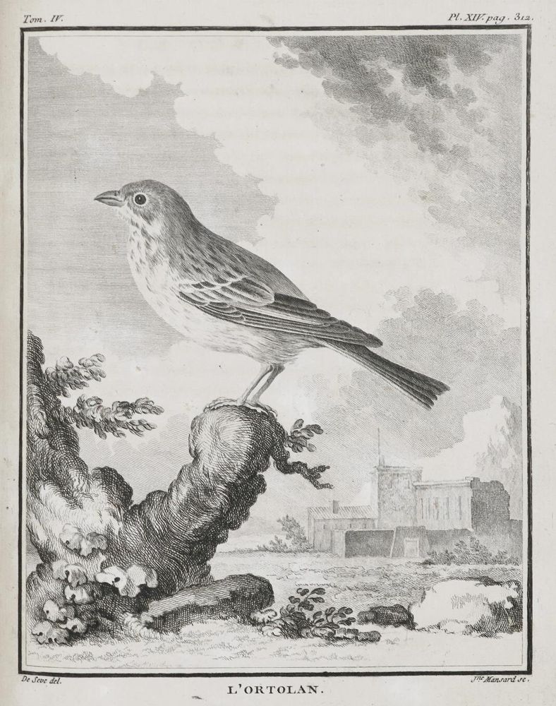 Große Abbildung Nr.1: 135-1769 (Buffon,G.L.L.de).: (Zoologie, Vögel)