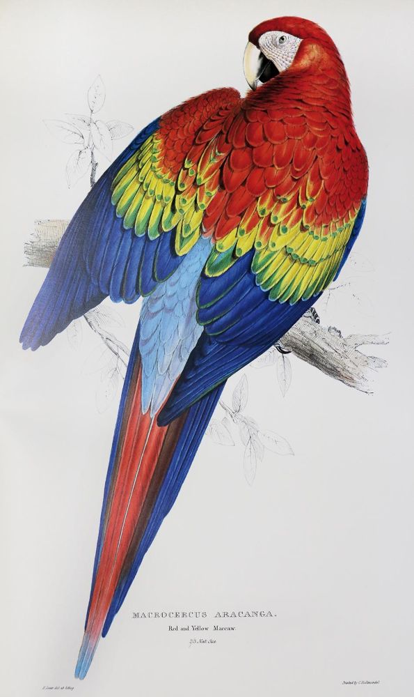 Große Abbildung Nr.1: 135-1771 Lear,E.: (Zoologie, Vögel)