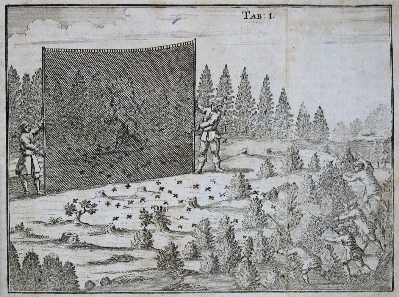 Große Abbildung Nr.1: 135-1772 (Pernau,F.A.v.).: (Zoologie, Vögel)