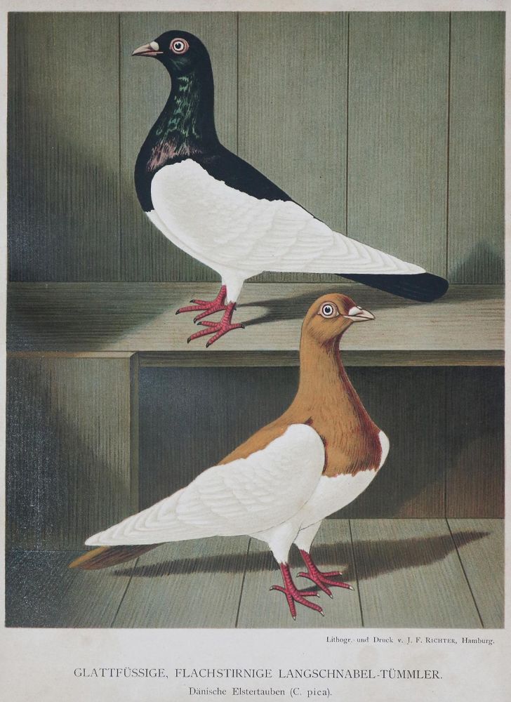 Große Abbildung Nr.1: 135-1773 Prütz,G.: (Zoologie, Vögel, Tauben)