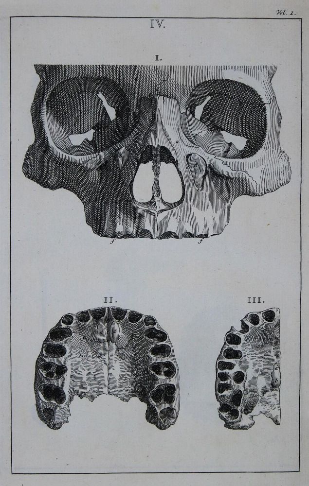Große Abbildung Nr.1: 135-1779 Albinus,B.S.: (Verschiedene Gebiete - Varia)