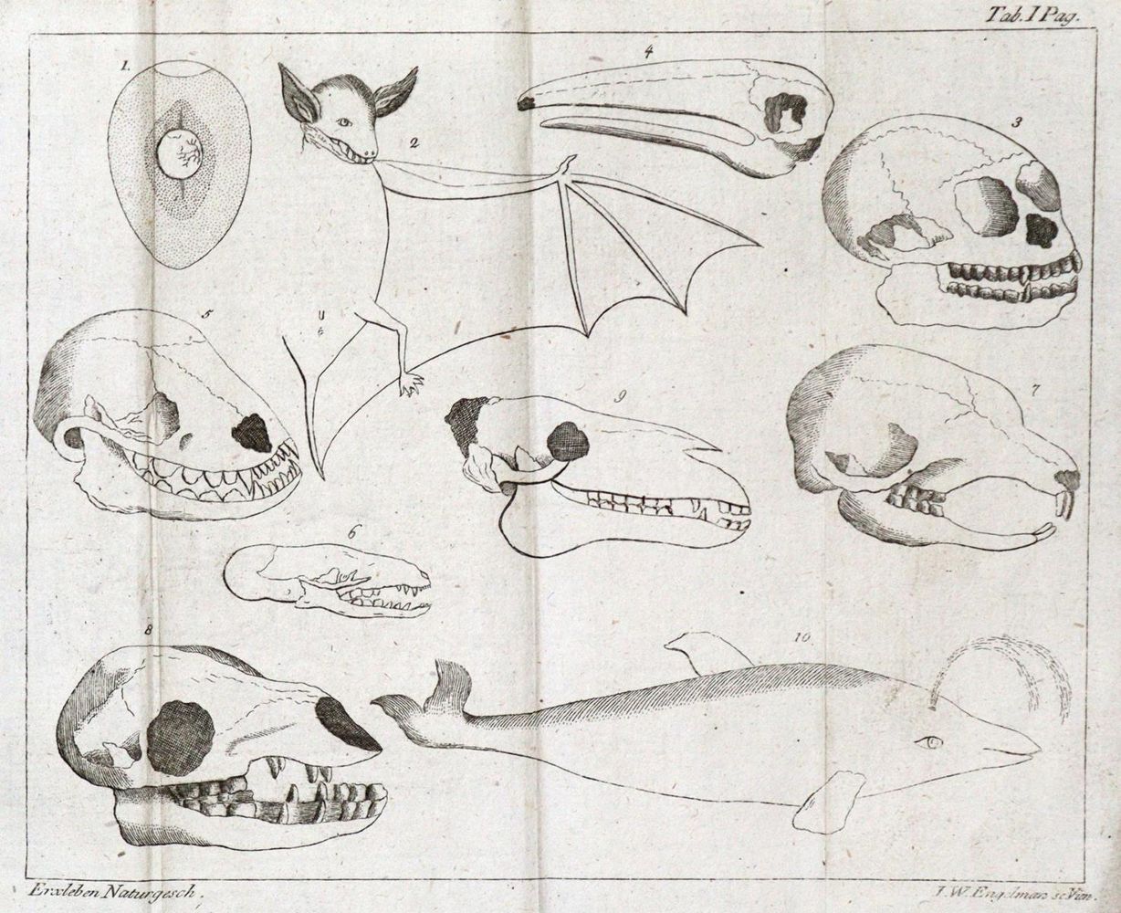 Große Abbildung Nr.3: 135-1788 Beckmann,J.: (Verschiedene Gebiete - Varia)