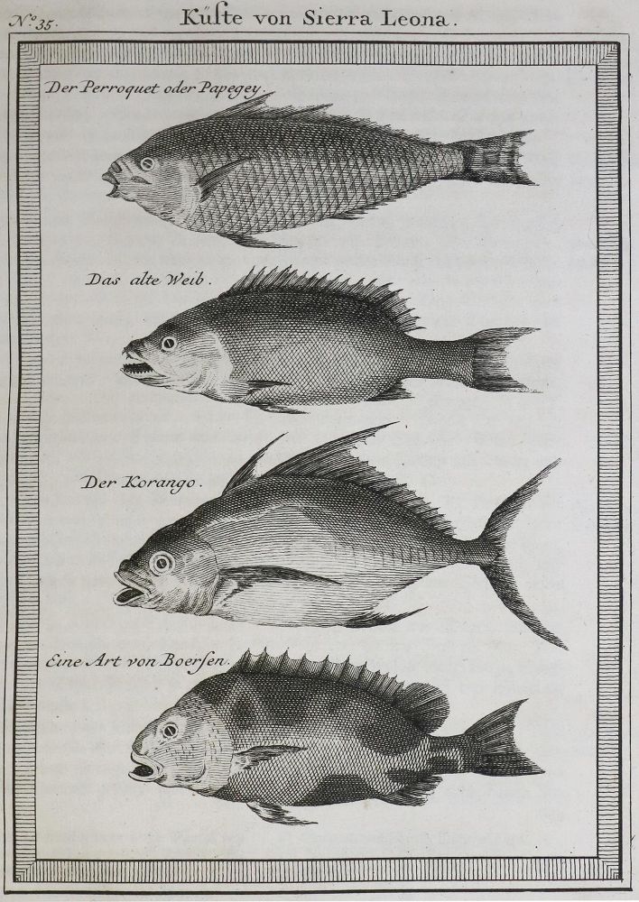 Große Abbildung Nr.1: 135-1871 Allgemeine Historie der Reisen: (Afrika)