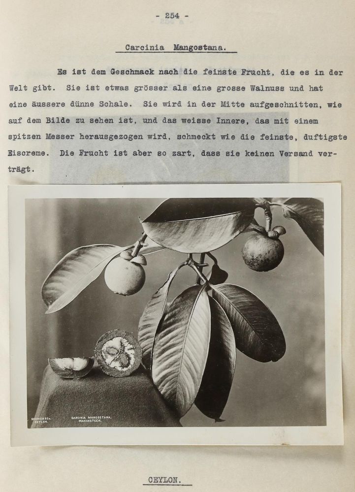 Große Abbildung Nr.6: 135-2379 Wolf,L.: (Verschiedene Länder - Geschichte)