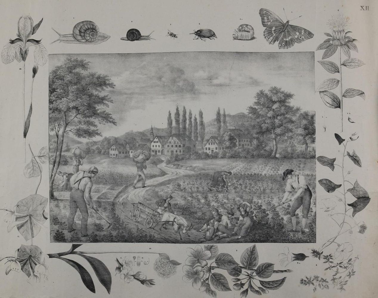 Große Abbildung Nr.3: 135-2615 Landwirtschaft.: (Varia, Anschauungsbilder)