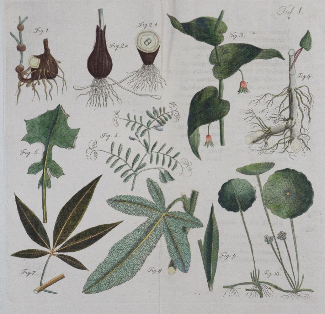 Große Abbildung Nr.1155: 135-2626 Gastronomie.: (Varia, Berufe)