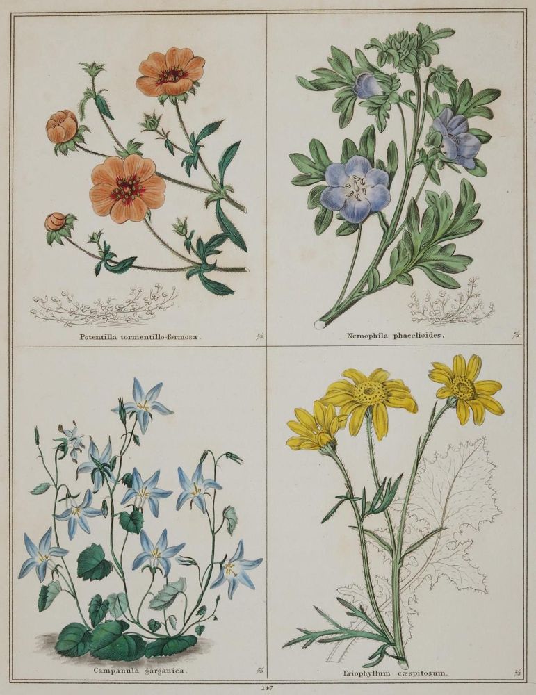 Große Abbildung Nr.1: 135-2647 Blumen.: (Varia, Botanik)