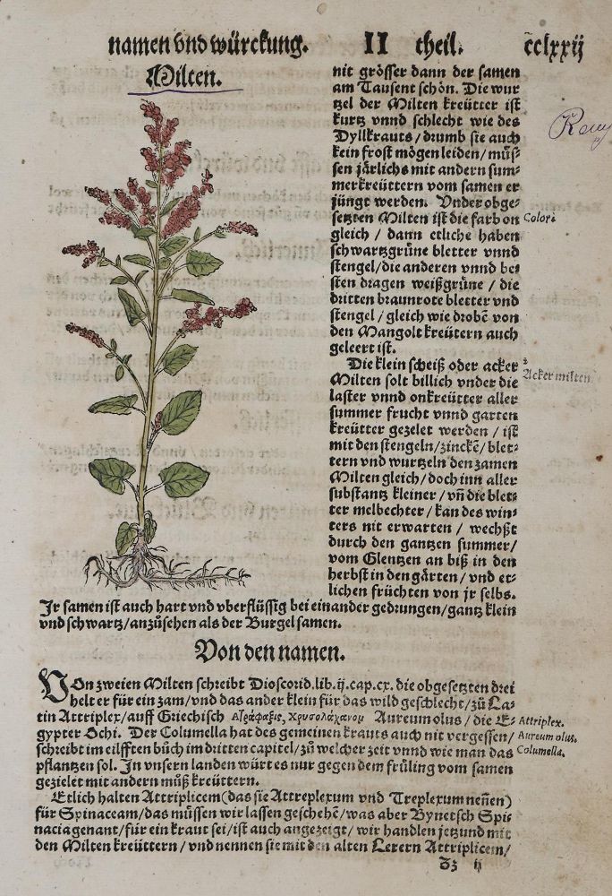 Große Abbildung Nr.1: 135-2648 Bock,H.: (Varia, Botanik)