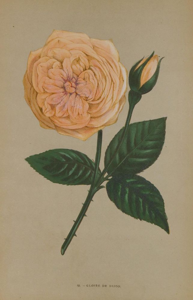 Große Abbildung Nr.1: 135-2653 Rosen.: (Varia, Botanik)