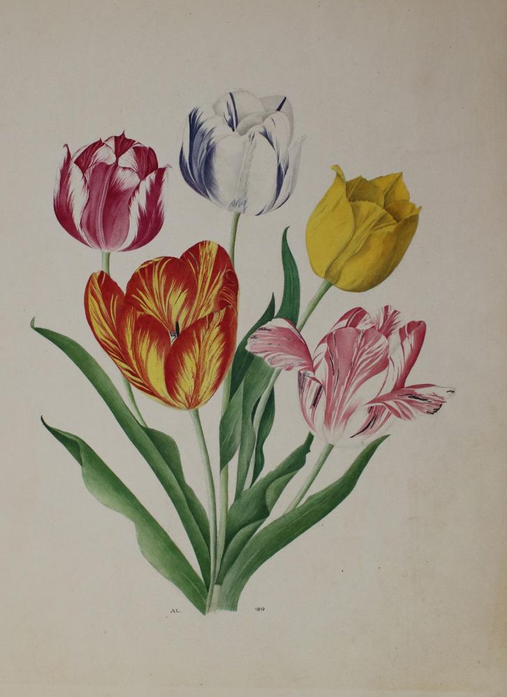 Große Abbildung Nr.1: 135-2655 Tulpen.: (Varia, Botanik)