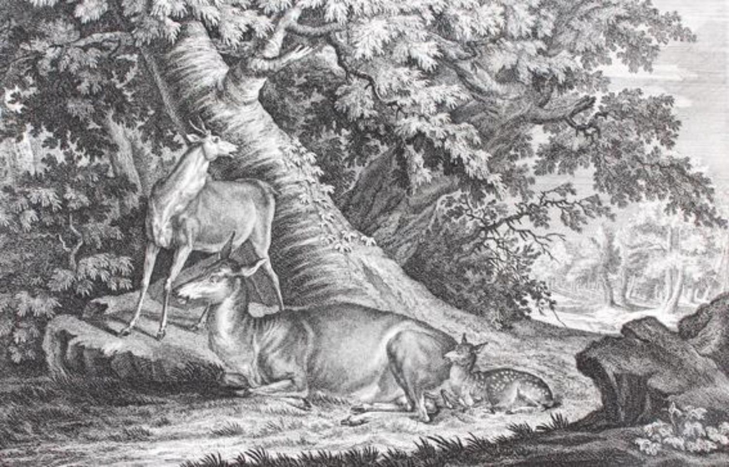 Große Abbildung Nr.1: 135-2706 Hirsch.: (Varia, Jagd, Ridinger)