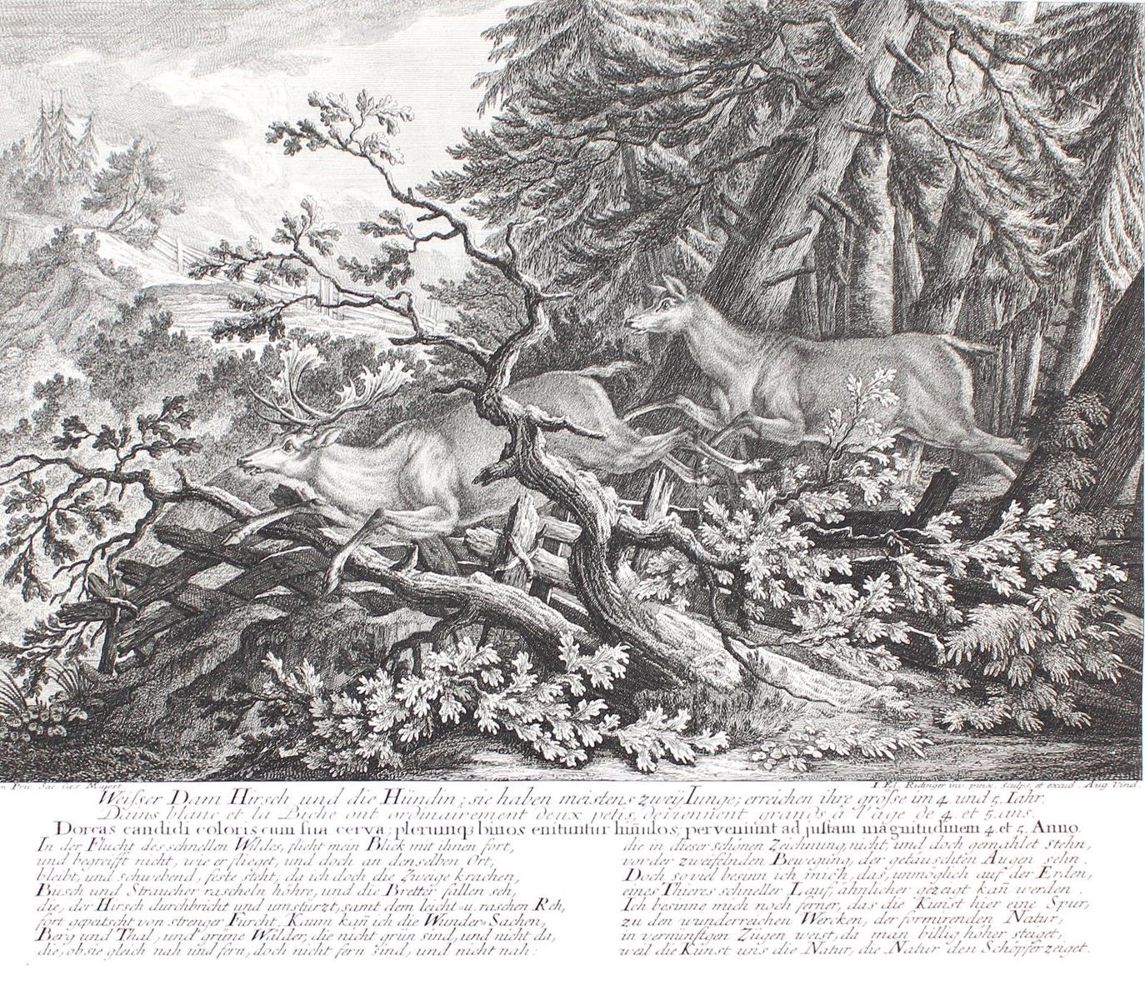 Große Abbildung Nr.1: 135-2708 Rotwild.: (Varia, Jagd, Ridinger)