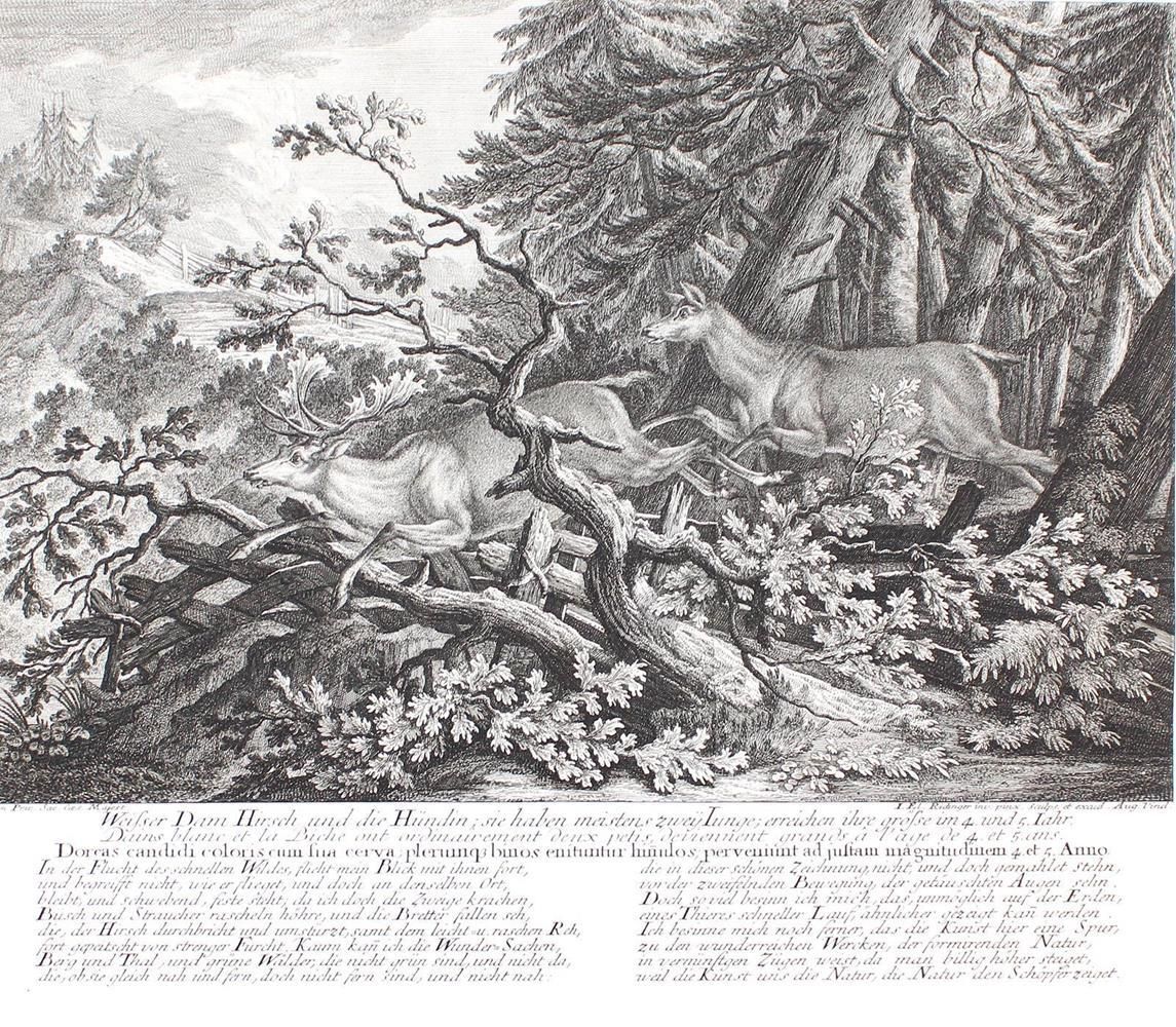 Große Abbildung Nr.3: 135-2709 Wolfsjagd.: (Varia, Jagd, Ridinger)