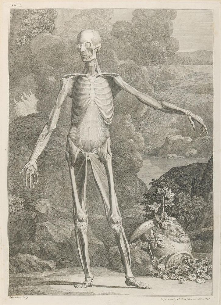 Große Abbildung Nr.1: 135-2738 Anatomie.: (Varia, Medizin)