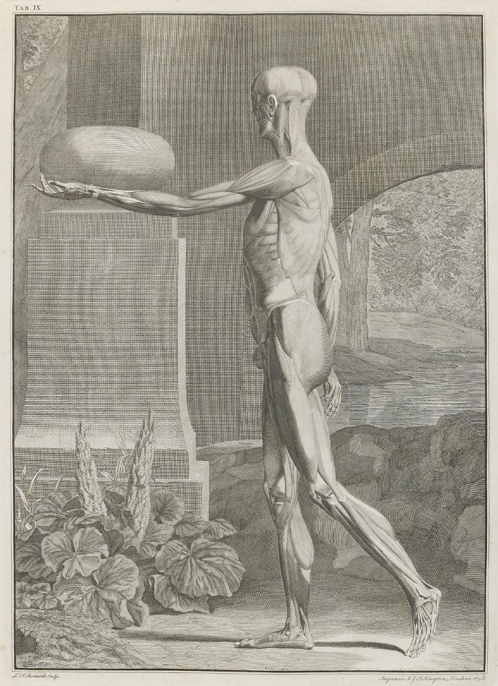 Große Abbildung Nr.2: 135-2738 Anatomie.: (Varia, Medizin)