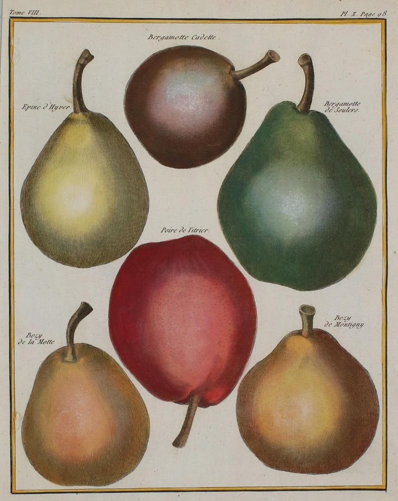 Große Abbildung Nr.1: 135-2761 Sammlung: (Varia, Pomologie)