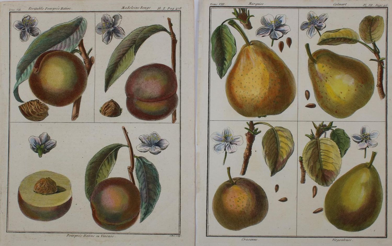 Große Abbildung Nr.2: 135-2761 Sammlung: (Varia, Pomologie)