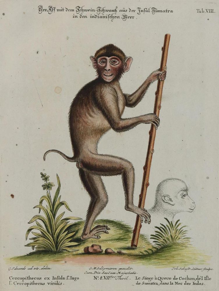 Große Abbildung Nr.1: 135-2806 Affe.: (Varia, Zoologie)