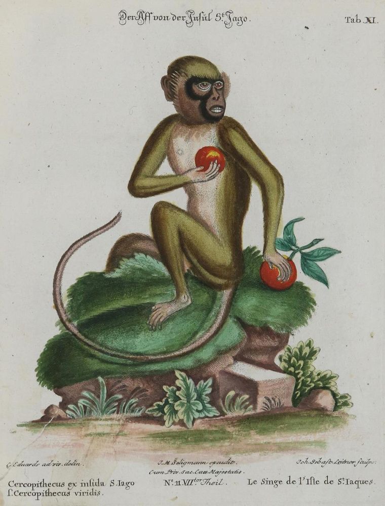 Große Abbildung Nr.1: 135-2807 Affe.: (Varia, Zoologie)