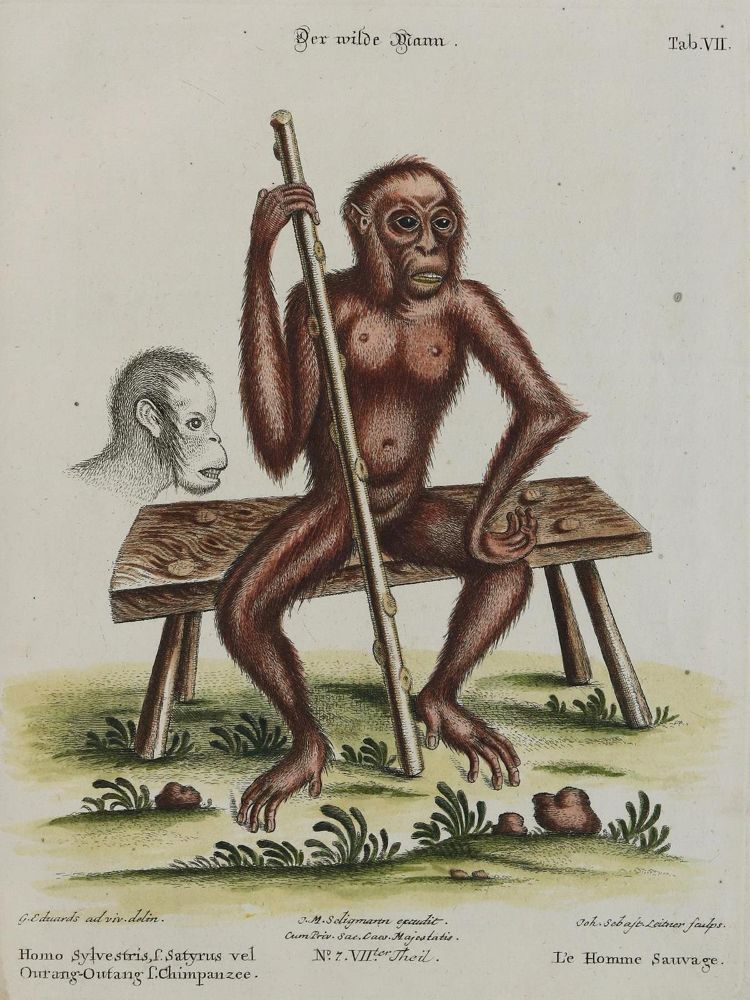 Große Abbildung Nr.1: 135-2809 Affe.: (Varia, Zoologie)