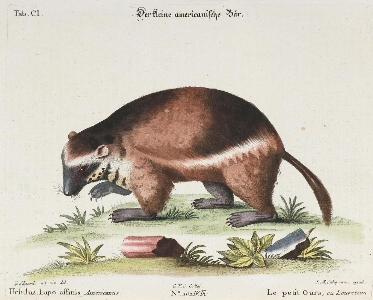 Große Abbildung Nr.1: 135-2810 Bär.: (Varia, Zoologie)