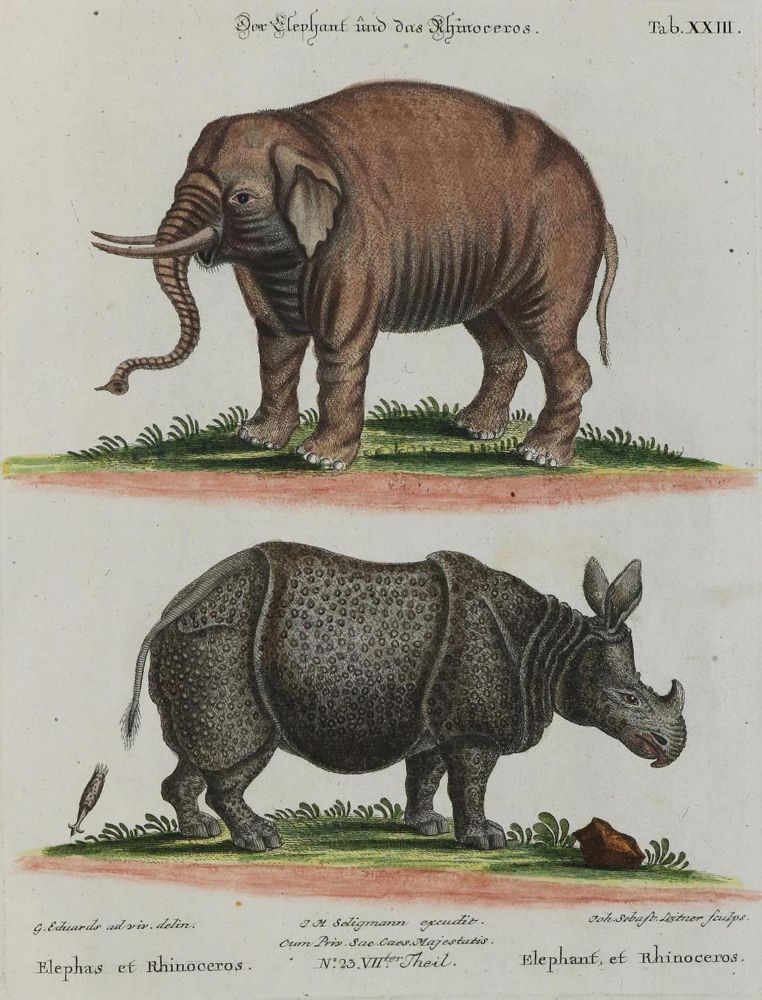 Große Abbildung Nr.1: 135-2814 Elefant.: (Varia, Zoologie)