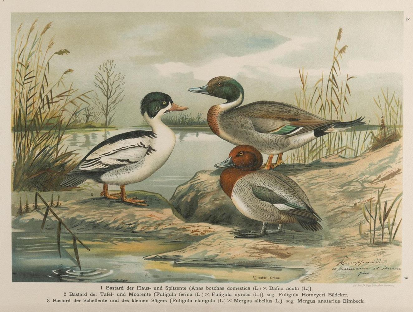 Große Abbildung Nr.21: 135-2815 Enten.: (Varia, Zoologie)