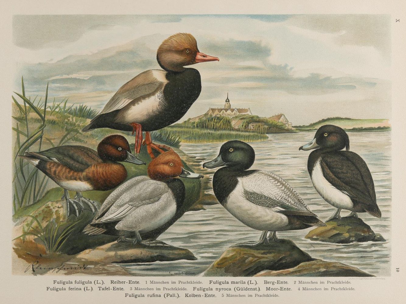 Große Abbildung Nr.22: 135-2815 Enten.: (Varia, Zoologie)