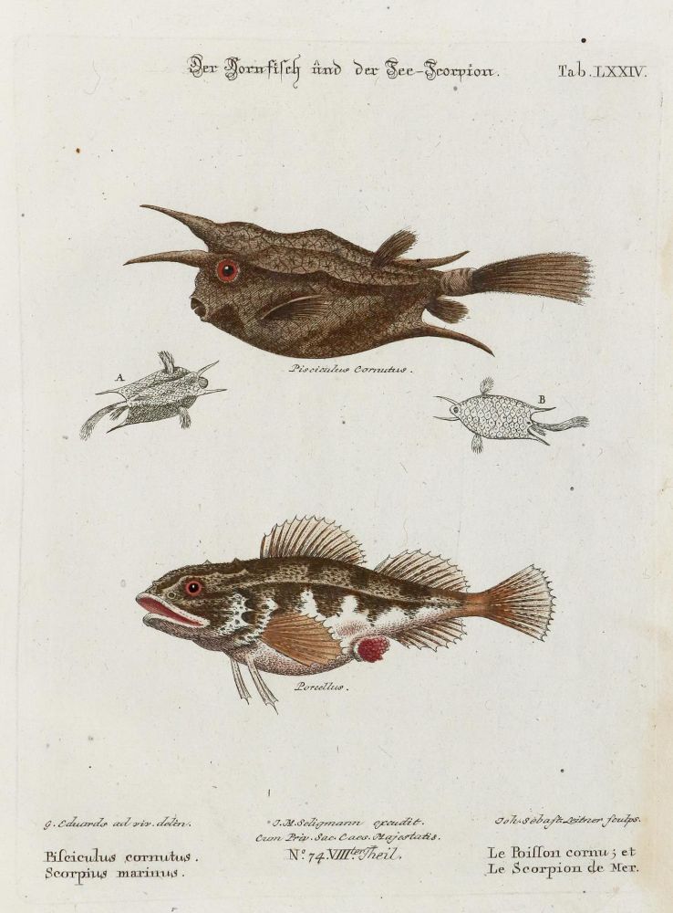 Große Abbildung Nr.1: 135-2817 Fisch.: (Varia, Zoologie)