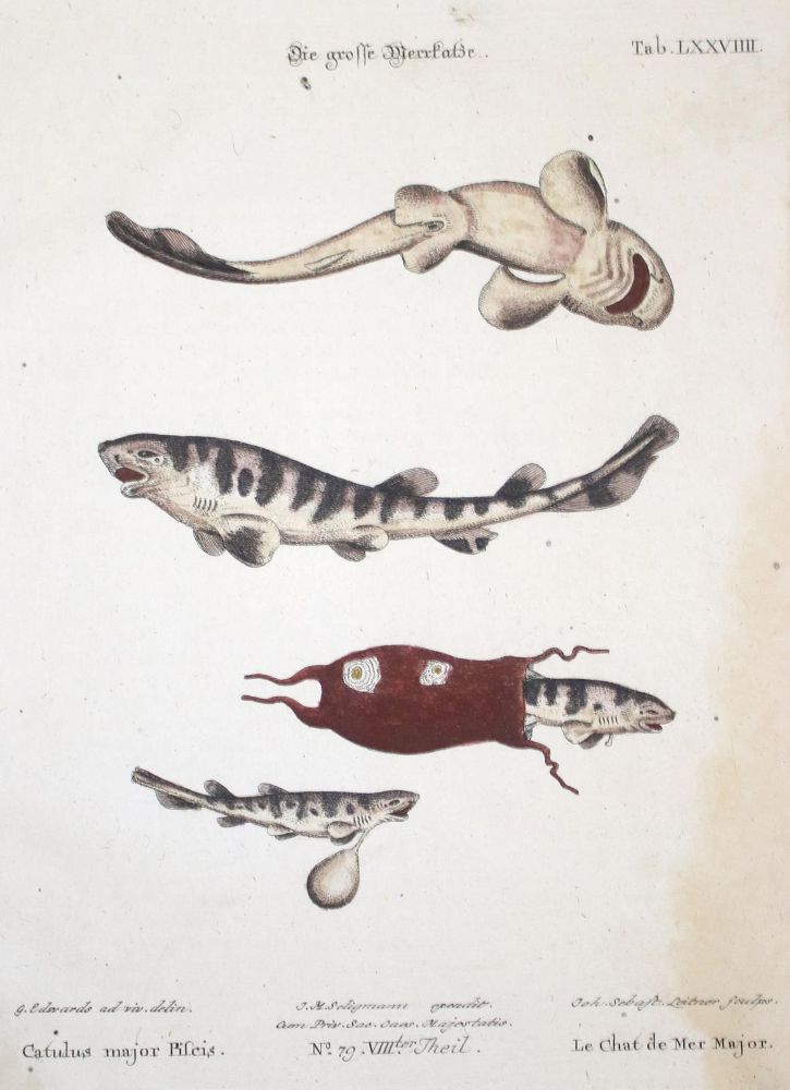 Große Abbildung Nr.1: 135-2820 Fisch.: (Varia, Zoologie)