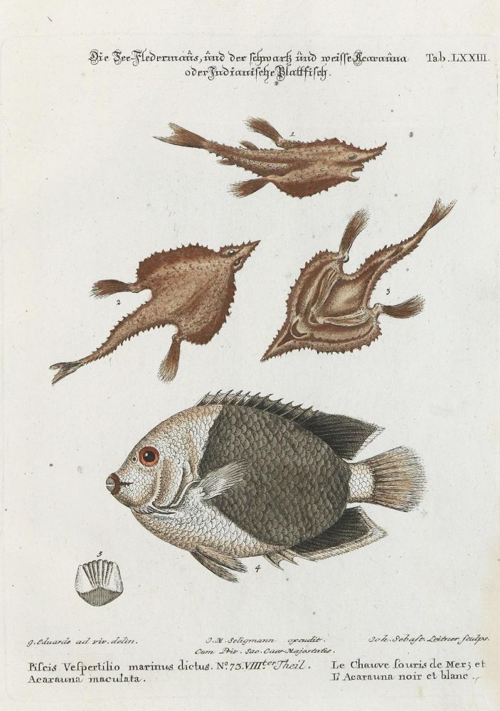 Große Abbildung Nr.1: 135-2821 Fisch.: (Varia, Zoologie)
