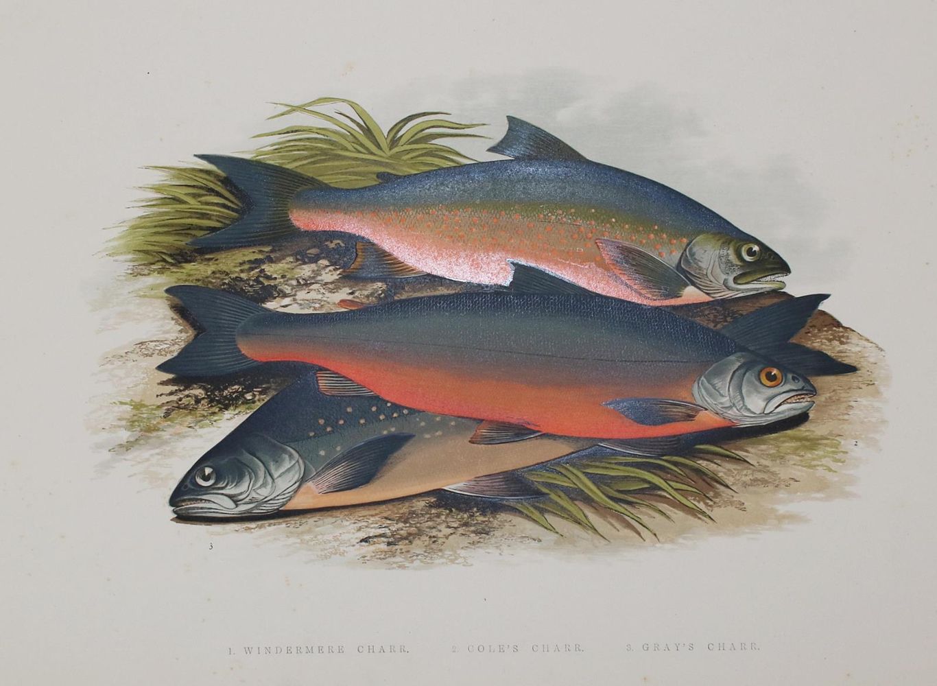 Große Abbildung Nr.1: 135-2822 Fische.: (Varia, Zoologie)
