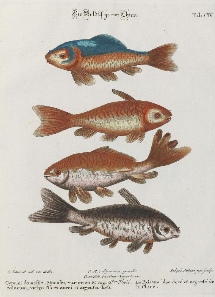 Große Abbildung Nr.1: 135-2825 Fisch.: (Varia, Zoologie, Fische)