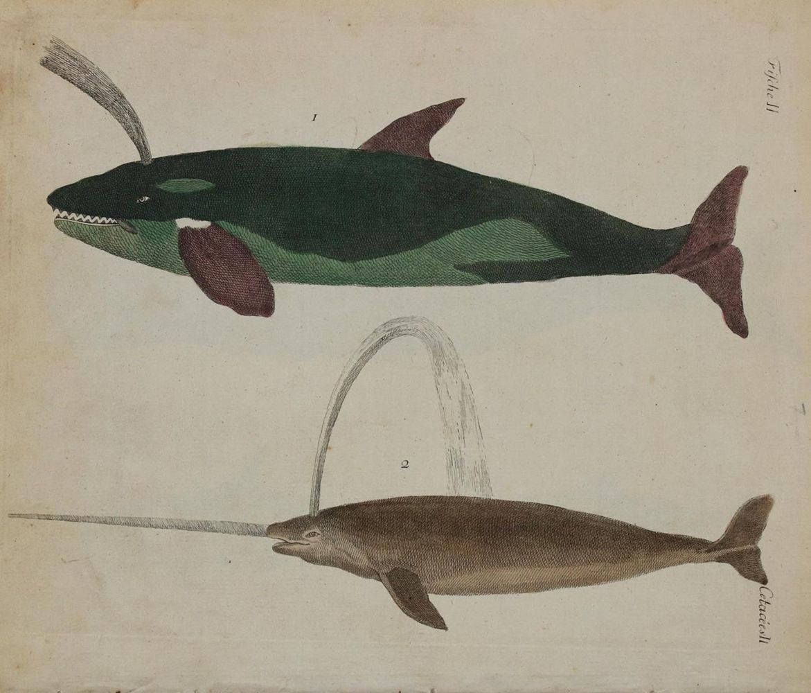 Große Abbildung Nr.1: 135-2826 Konvolut: (Varia, Zoologie, Fische)