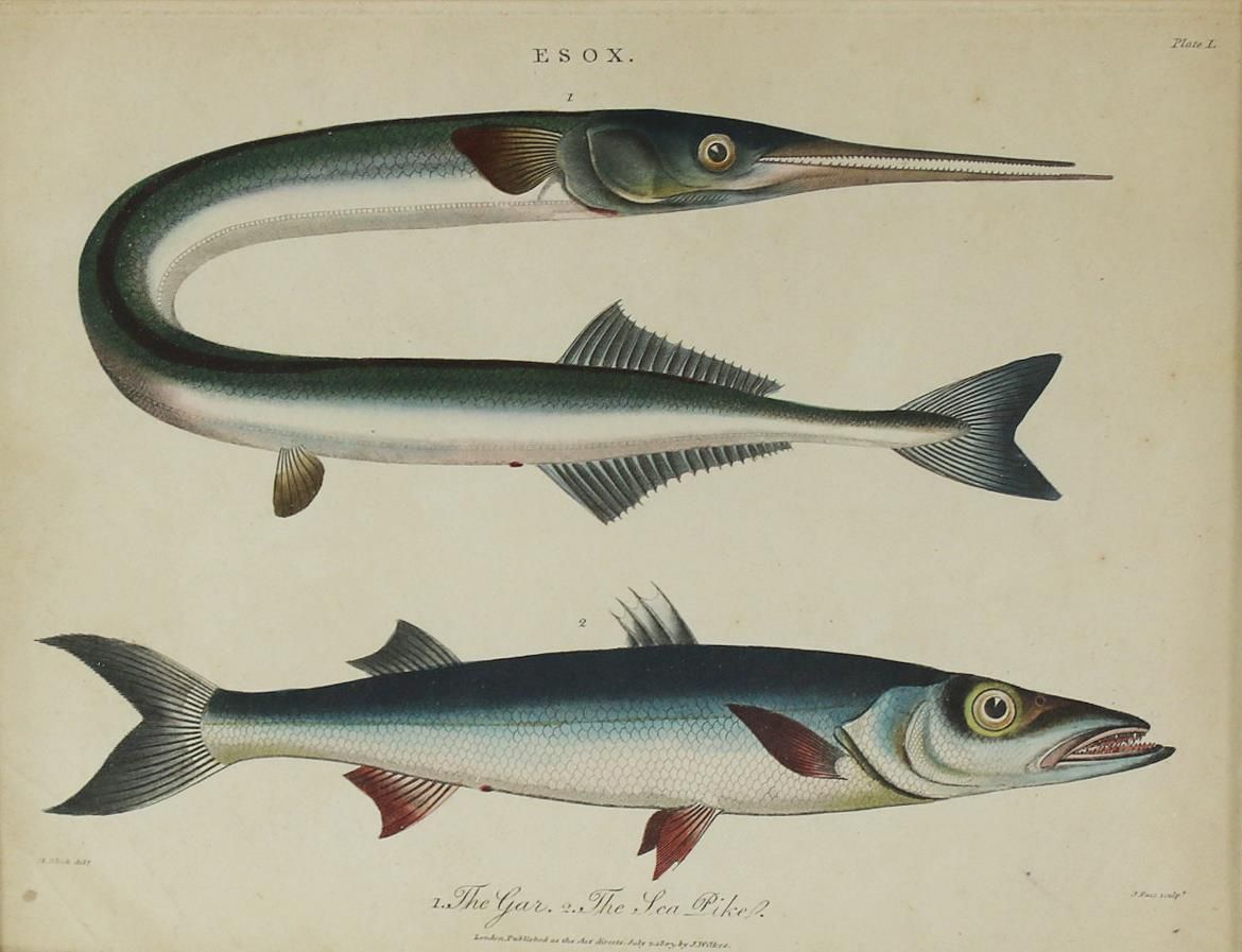 Große Abbildung Nr.1: 135-2828 Fische u. Krebse.: (Varia, Zoologie)