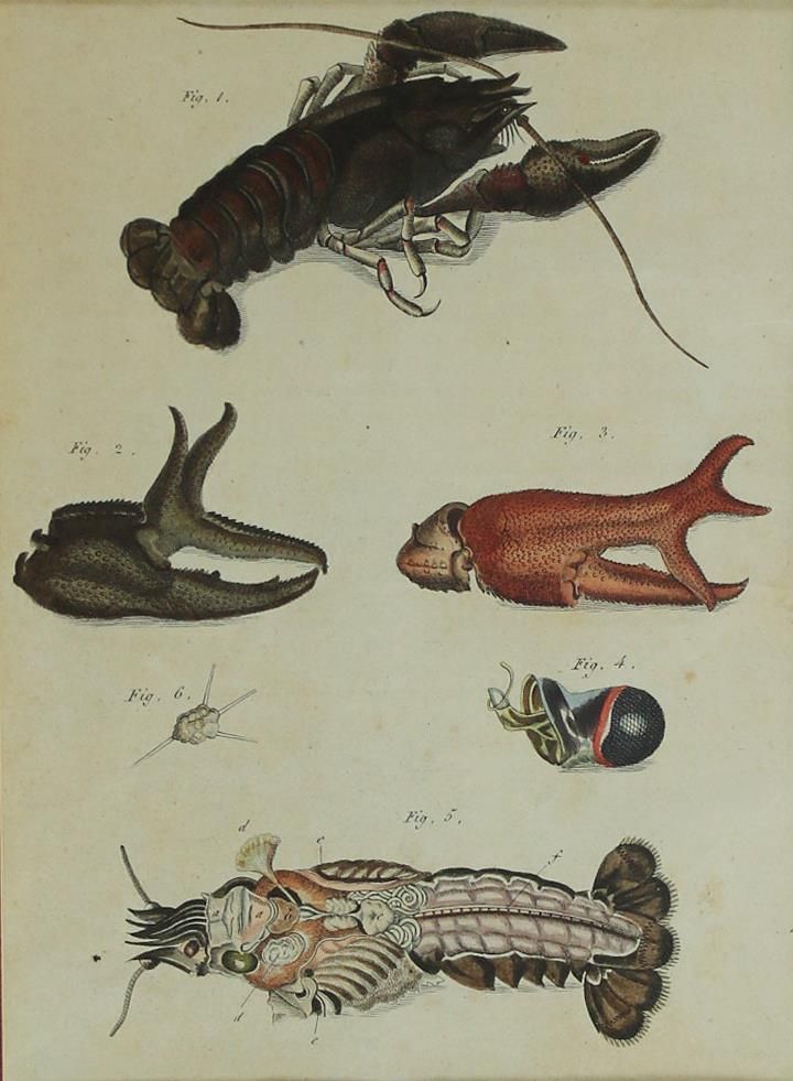 Große Abbildung Nr.2: 135-2828 Fische u. Krebse.: (Varia, Zoologie)