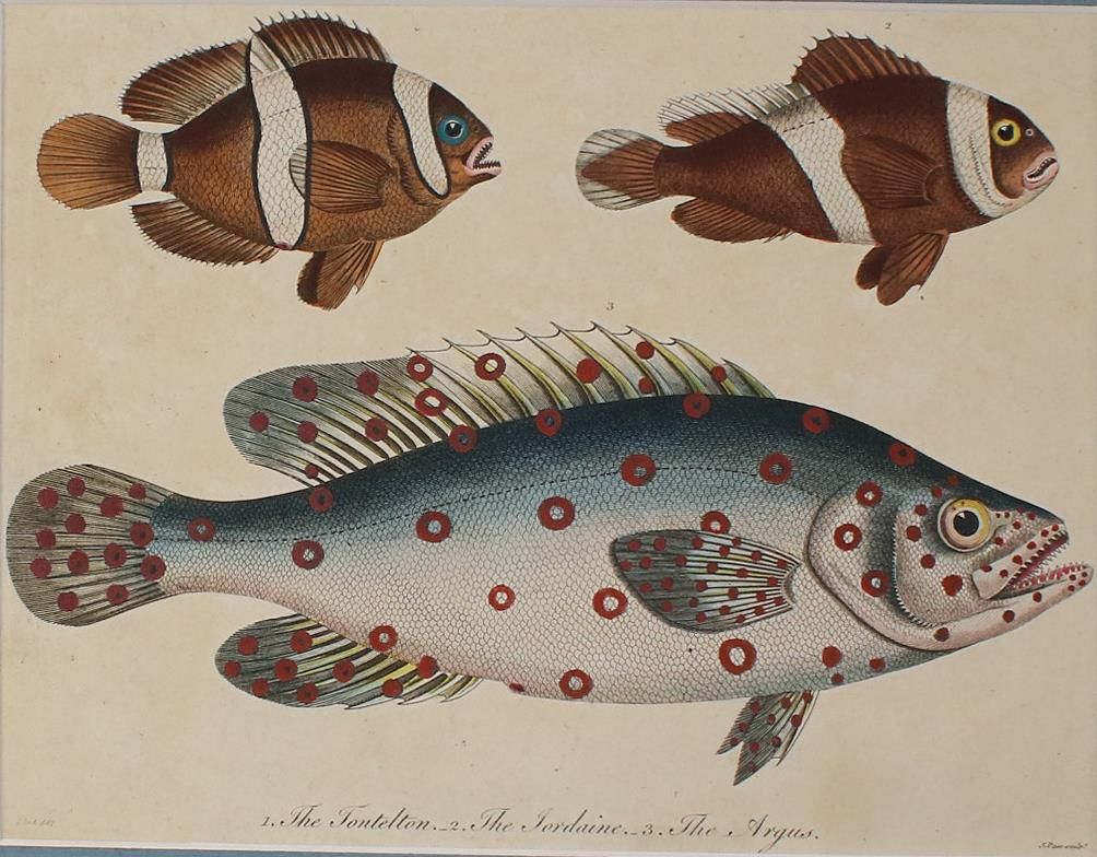Große Abbildung Nr.3: 135-2828 Fische u. Krebse.: (Varia, Zoologie)