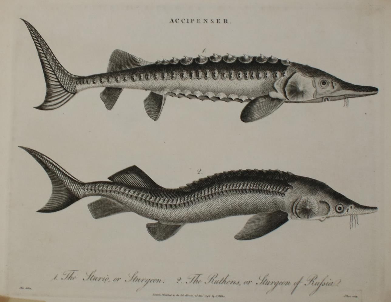 Große Abbildung Nr.4: 135-2828 Fische u. Krebse.: (Varia, Zoologie)