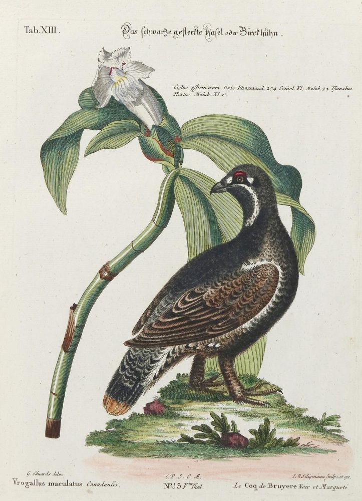 Große Abbildung Nr.1: 135-2830 Huhn.: (Varia, Zoologie, Haselhuhn)