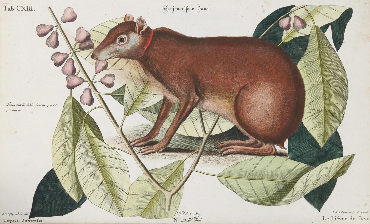 Große Abbildung Nr.1: 135-2831 Japanische Haas, Der.: (Varia, Zoologie)