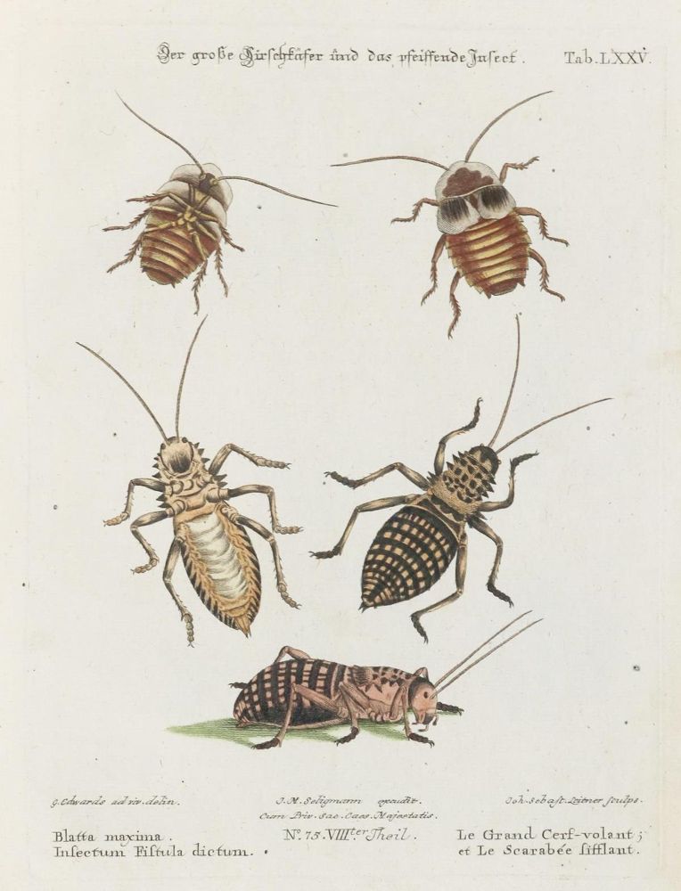Große Abbildung Nr.1: 135-2832 Käfer.: (Varia, Zoologie)