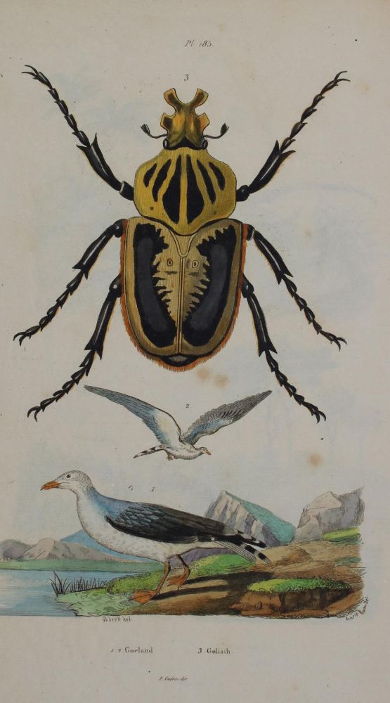 Große Abbildung Nr.1: 135-2833 Käfer.: (Varia, Zoologie)
