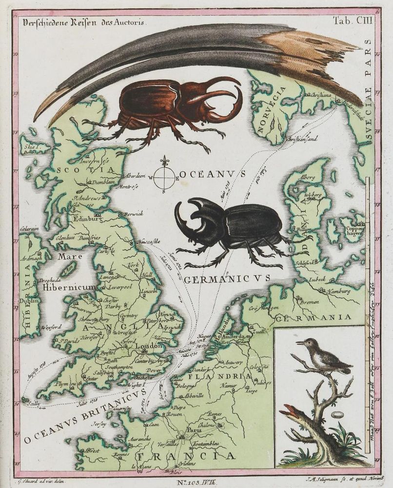Große Abbildung Nr.1: 135-2834 Käfer.: (Varia, Zoologie)