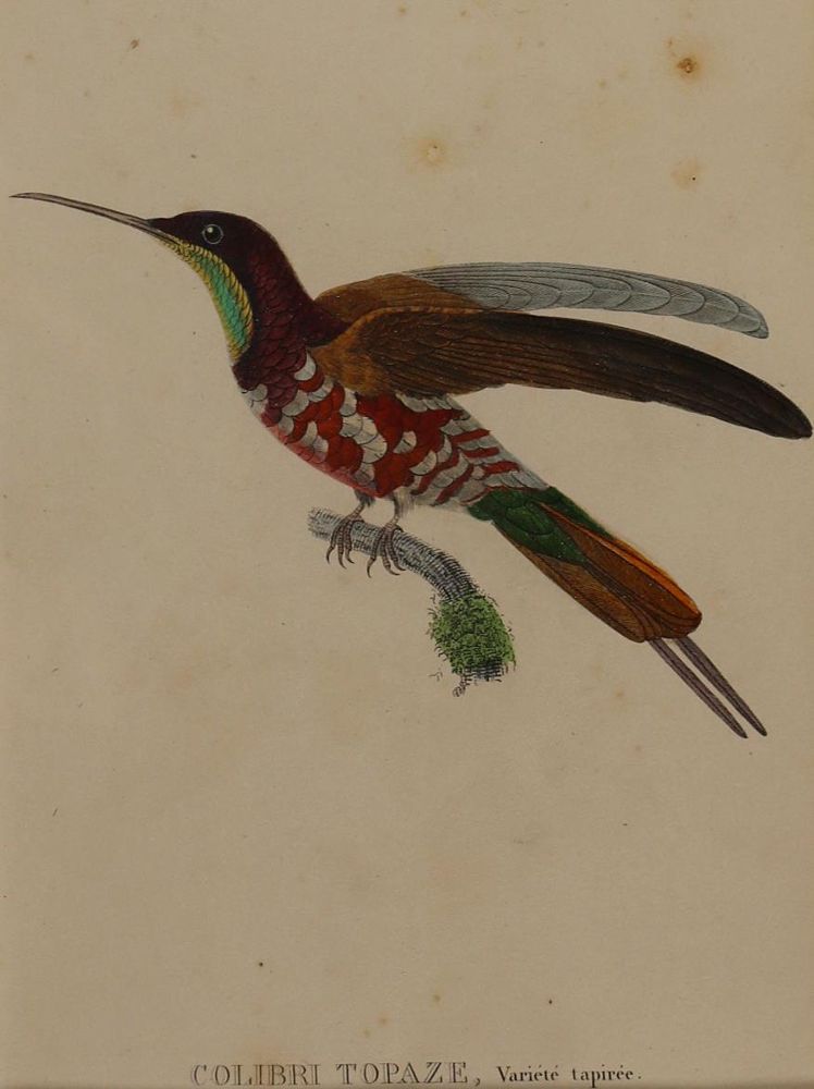 Große Abbildung Nr.1: 135-2835 Kolibri.: (Varia, Zoologie)