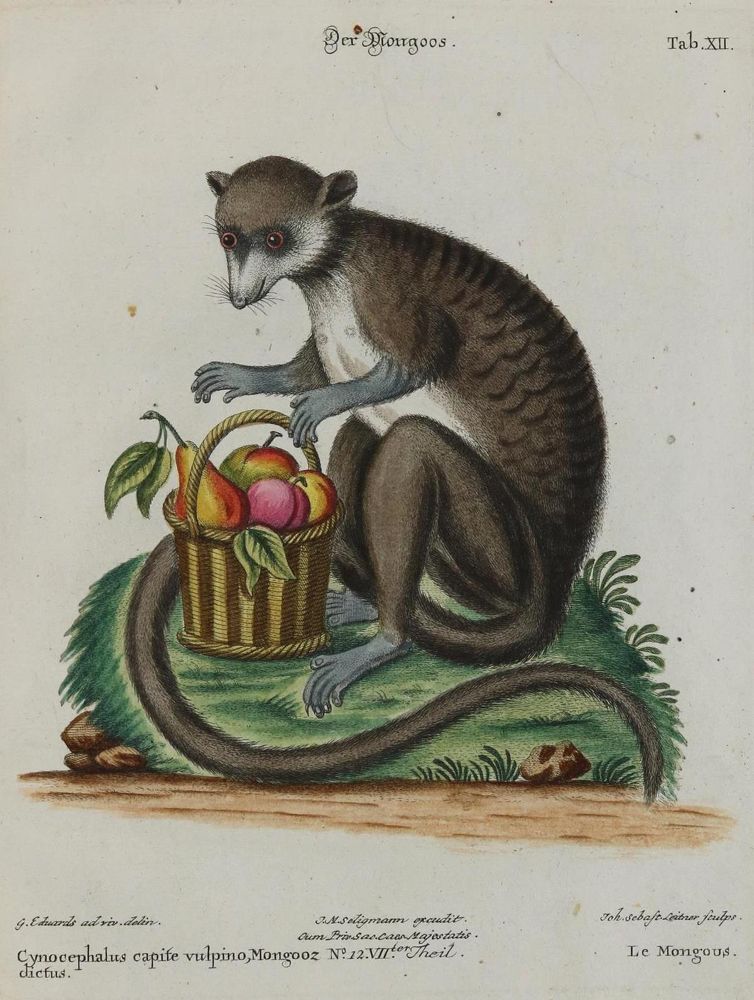 Große Abbildung Nr.1: 135-2836 Manguste.: (Varia, Zoologie)