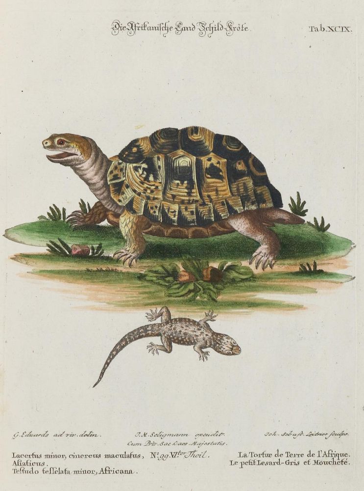 Große Abbildung Nr.1: 135-2843 Schildkröte.: (Varia, Zoologie)