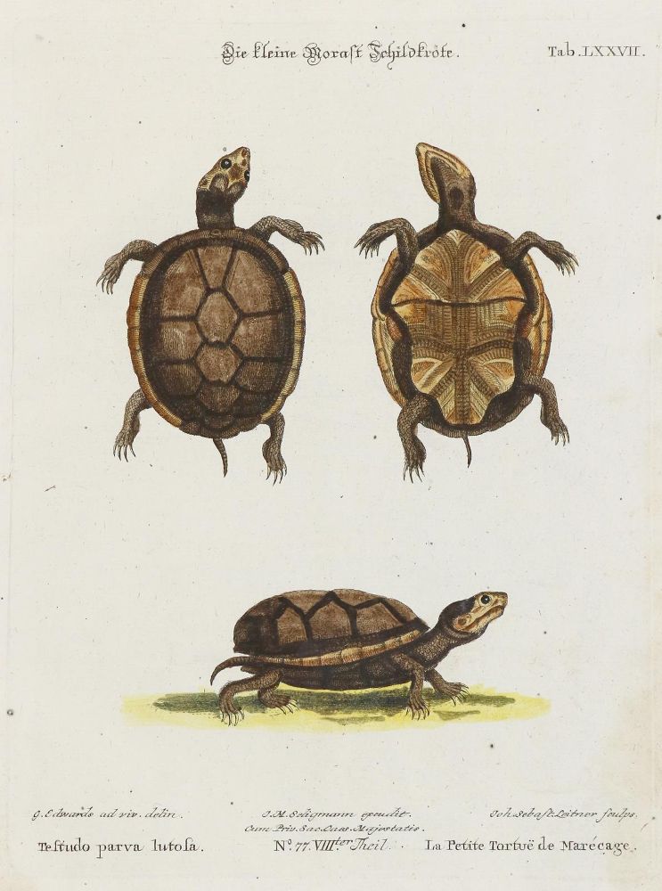 Große Abbildung Nr.1: 135-2844 Schildkröte.: (Varia, Zoologie)