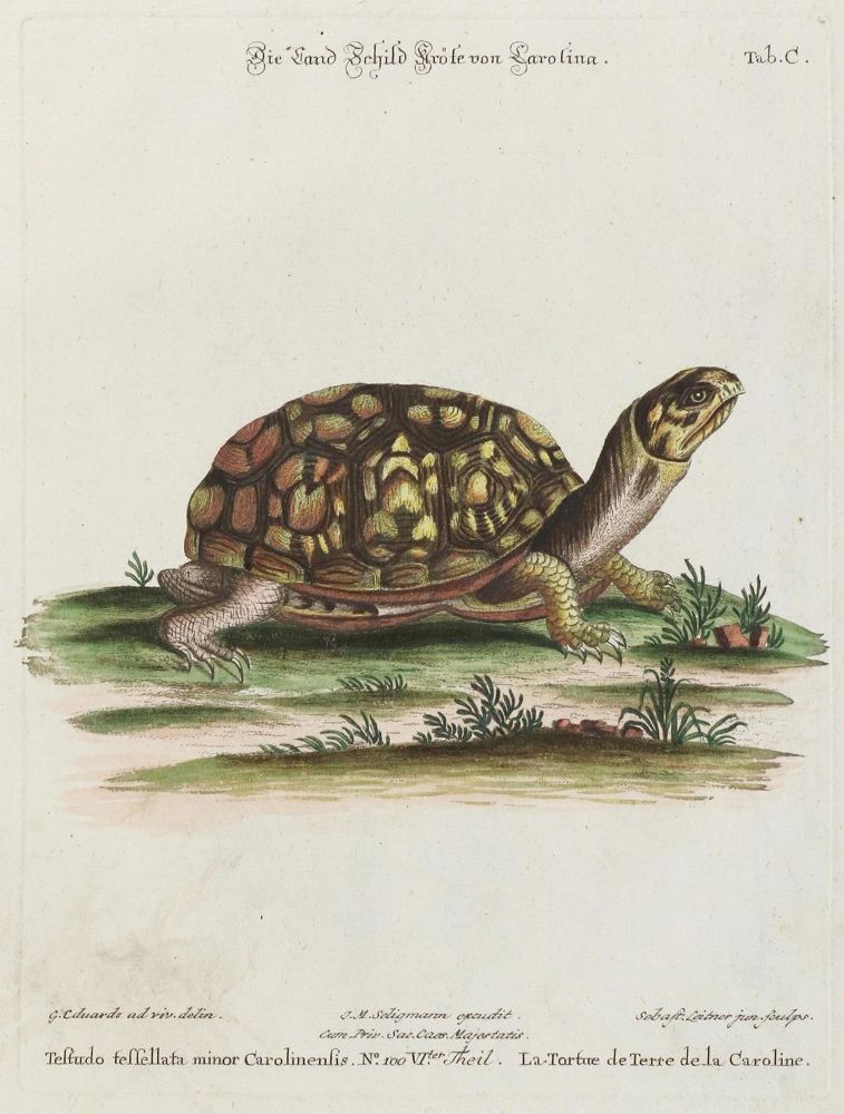 Große Abbildung Nr.1: 135-2845 Schildkröte.: (Varia, Zoologie)