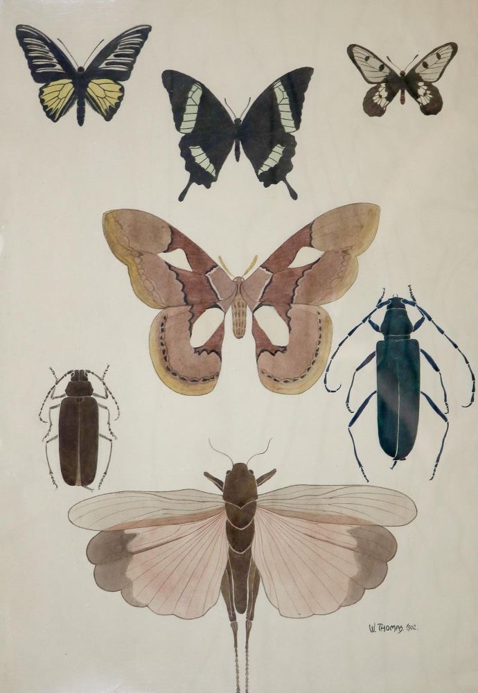 Große Abbildung Nr.1: 135-2848 Schmetterlinge.: (Varia, Zoologie)